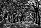 Un inquietante bosco di querce Un inquietante bosco di querce