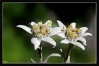 IL FIORE ALPINO.. IL FIORE ALPINO..