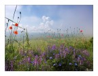 Fiori a Castelluccio Fiori a Castelluccio