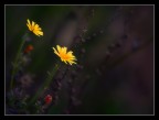 Softly in dark Softly in dark
