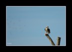 Falco_Pescatore Falco_Pescatore