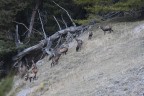 Pascolo Alpino Pascolo Alpino