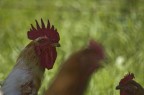 Gallina Gallina