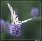 Suggerimenti e critiche sempre ben accetti.
P.S. un'altra prova di maf sellettiva.