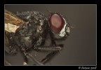 Profilo di mosca Profilo di mosca