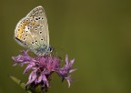 Polyommatus icarus Polyommatus icarus