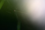 Microdistanze Microdistanze