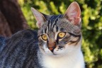 Gatto Gatto