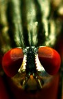 fly fly