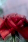 Fiore Futurista Fiore Futurista