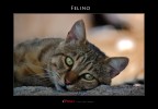 Felino