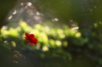 Il rosso e la luce Il rosso e la luce