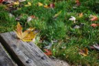 Sta arrivanto l'autunno Sta arrivanto l'autunno