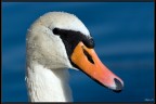 Cigno Cigno