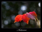 colori d'autunno colori d'autunno