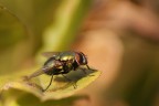 La mosca La mosca