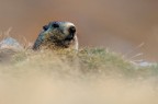 Marmotta Marmotta