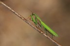 mantide religiosa mantide religiosa