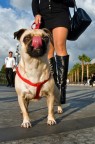 dog sitter dog sitter
