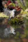 Cincia dal Ciuffo - Volo sull'acqua Cincia dal Ciuffo - Volo sull'acqua