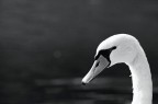 Il Cigno Il Cigno