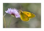 Farfalla