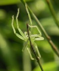 Verde speranza Verde speranza