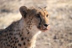 Namibia, Ghepardo