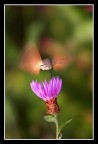 Sfinge colibrì Sfinge colibrì