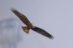 Sua Maestą il Falco di Palude Sua Maestą il Falco di Palude