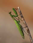 mantide religiosa mantide religiosa