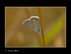lycaenidae 3 lycaenidae 3