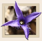 Non sentite il profuno ?