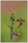 Mantis.. equilibrista...