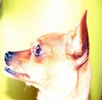 Acid Dog Acid Dog
