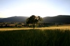 Un albero in controsole, con una luce non troppo fastidiosa. Mi e' piaciuta la prospettiva delle ombre dietro all'albero e la sua ombra sulle spighe, anche se � evidente che il bianco del cielo � sparato.