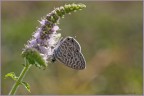 Leptotes Pirithous Leptotes Pirithous