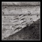 legno legno