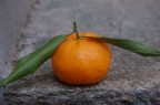 MANDARINO MANDARINO