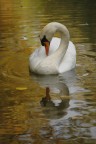 Cigno d'autunno Cigno d'autunno