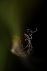 Twirls II Twirls II