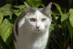 Gattina (la mia) Gattina (la mia)