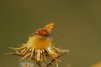 AUTUNNO AUTUNNO