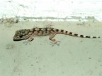 piccolo geco piccolo geco