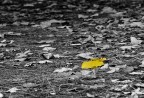 Giallo d'autunno! Giallo d'autunno!