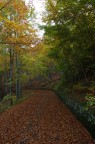 Autumn in....the wood Autumn in....the wood