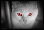 Nightmare cat... Nightmare cat...