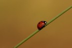 Coccinella