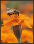 la mosca di hallowen la mosca di hallowen