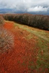 I faggi si spogliano I faggi si spogliano